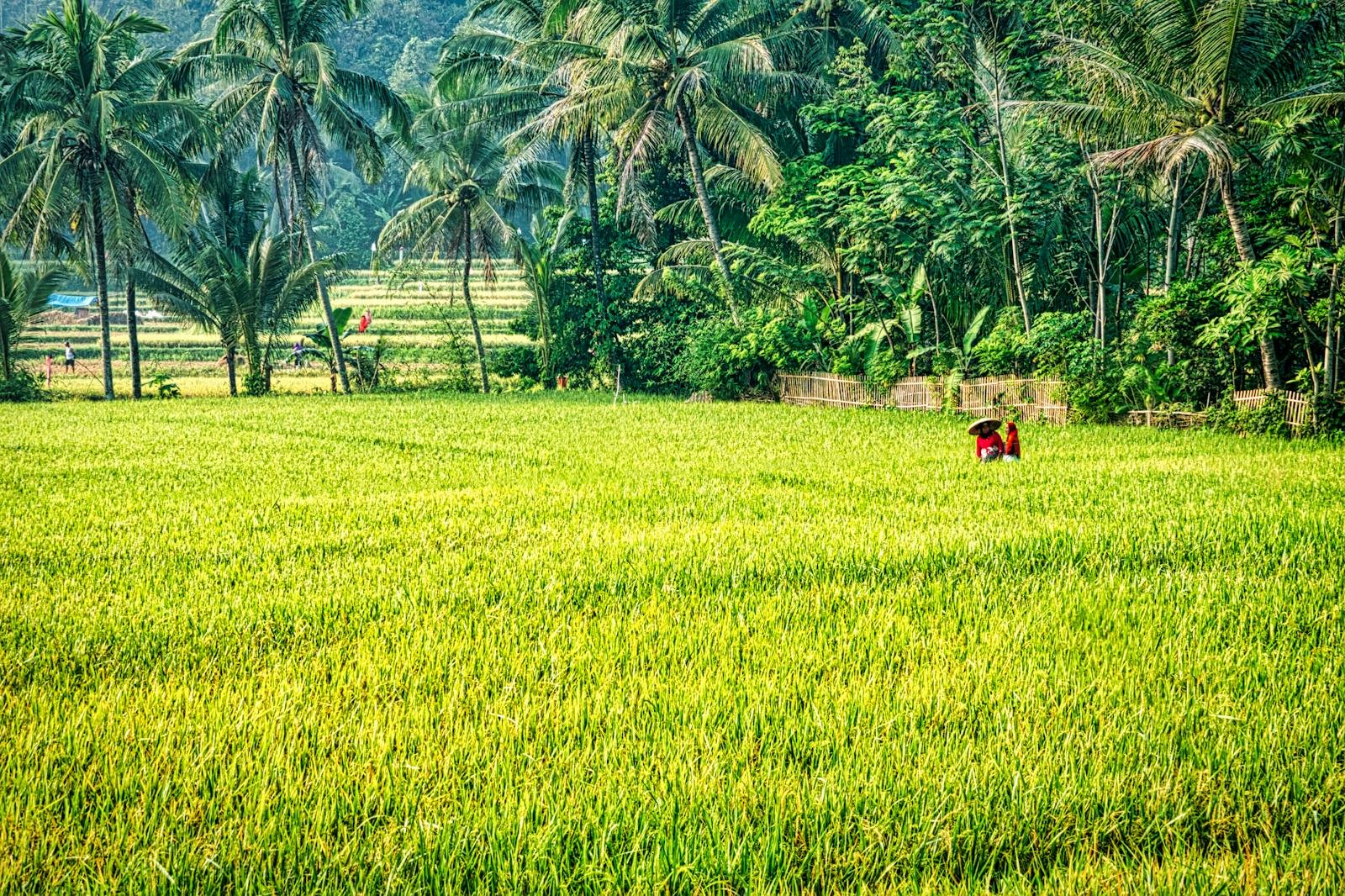 Scenic rice fields with tropical palm trees in West Java, Indonesia, showcasing vibrant rural life.