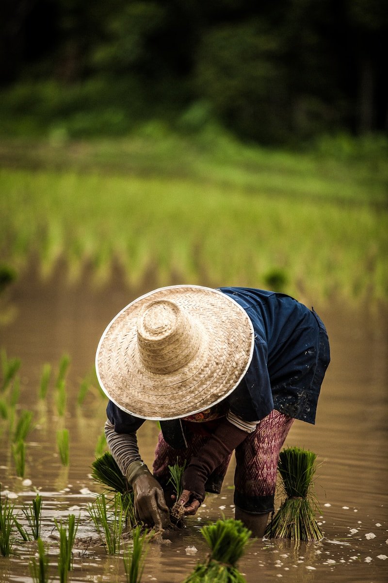 Title: Rural Farming in the Isaan Region